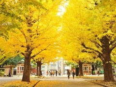 东京大学校园环境